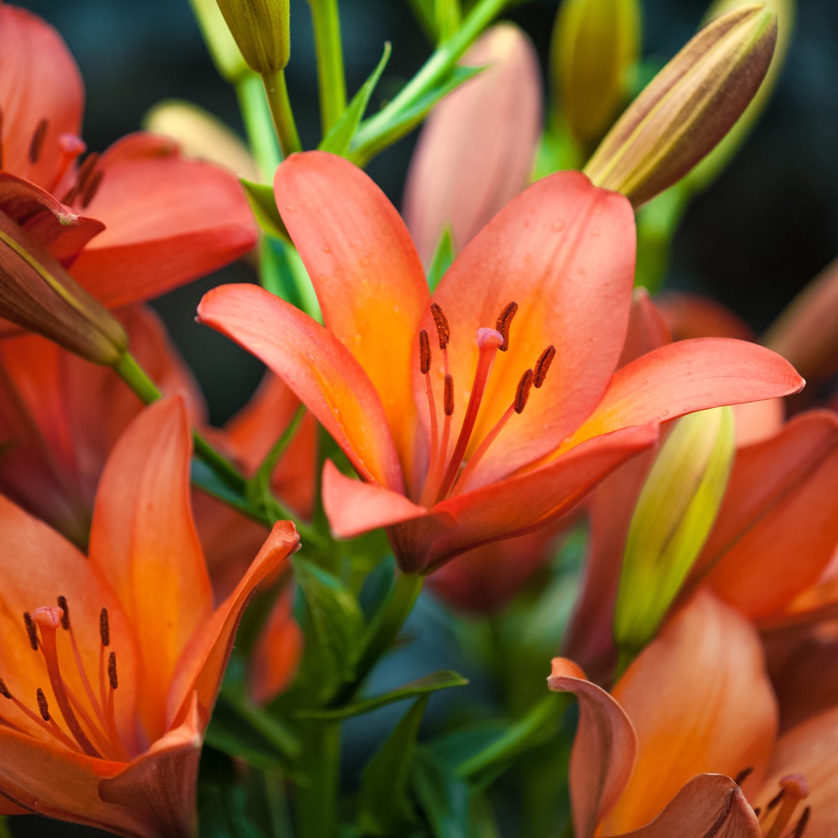 tiger lily fragrance oil Tiger Lily & Patchouli Fragrance Oil | Luxaroma