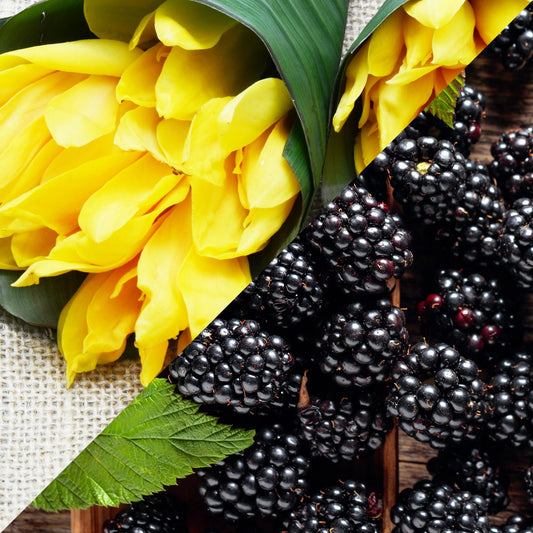 Blackberry & Ylang Ylang (520mls)
