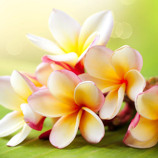 Frangipani