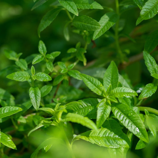 Lemon Verbena (520mls)