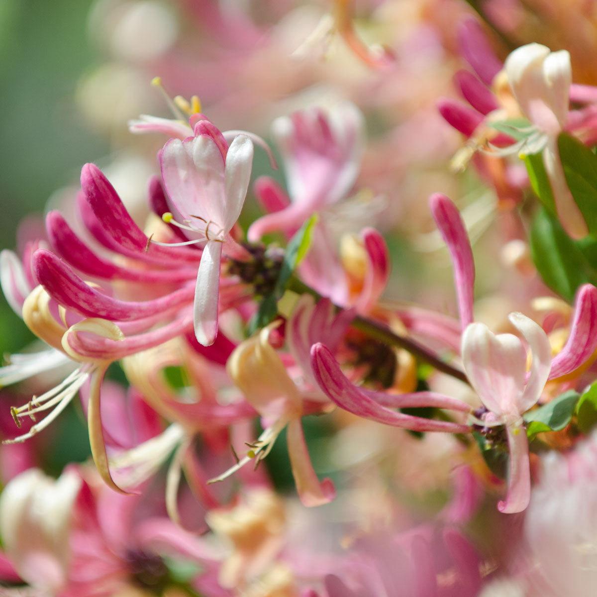 Japanese Honeysuckle Fragrance Oil