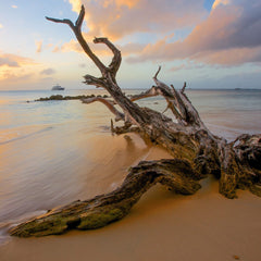 Driftwood