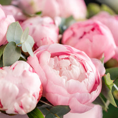 Pink Peony