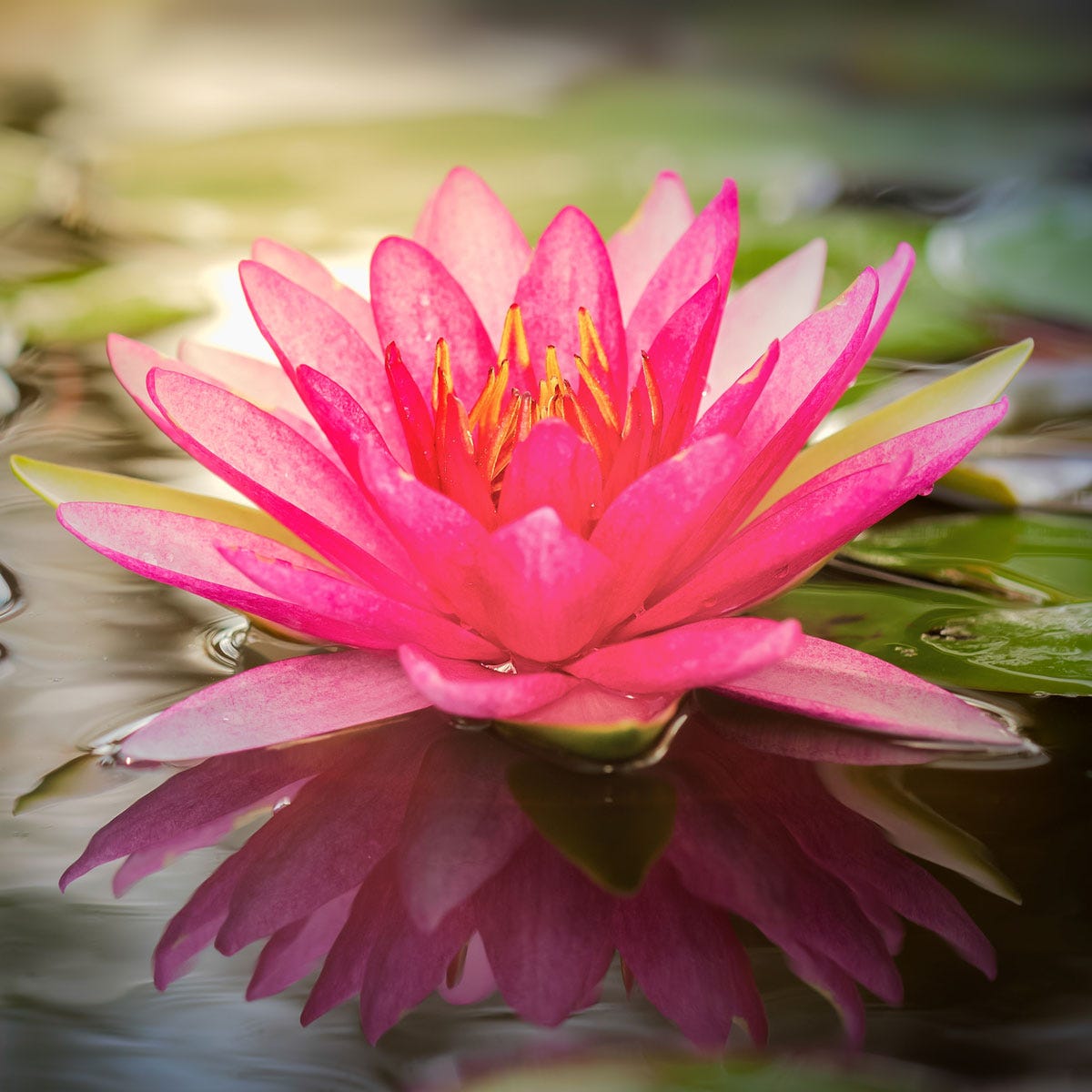 Lotus Flower