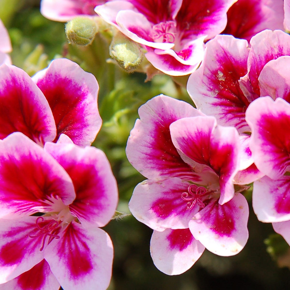 Rose Geranium