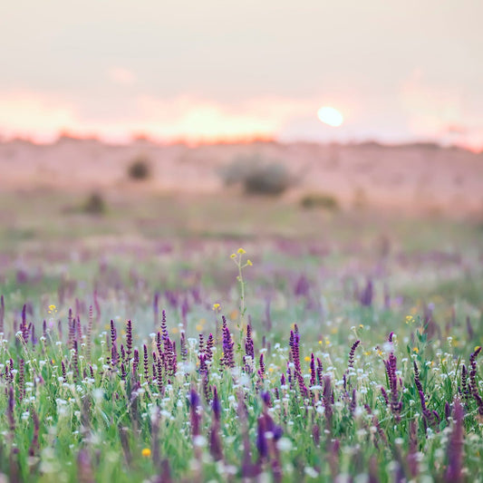 Sage Flower