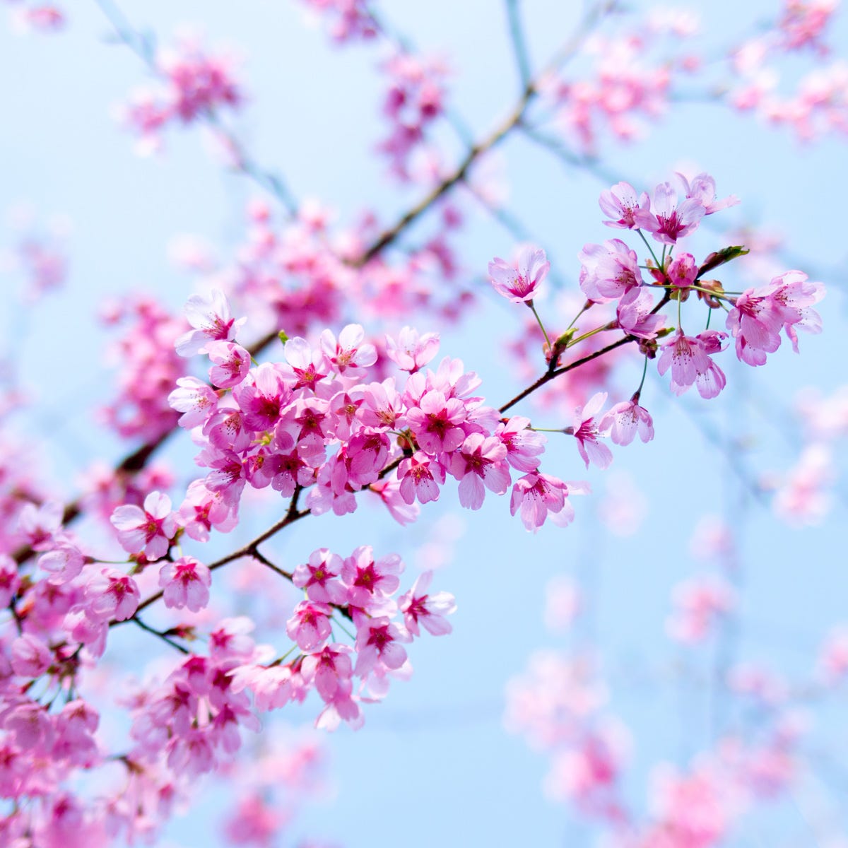 Japanese Cherry Blossom