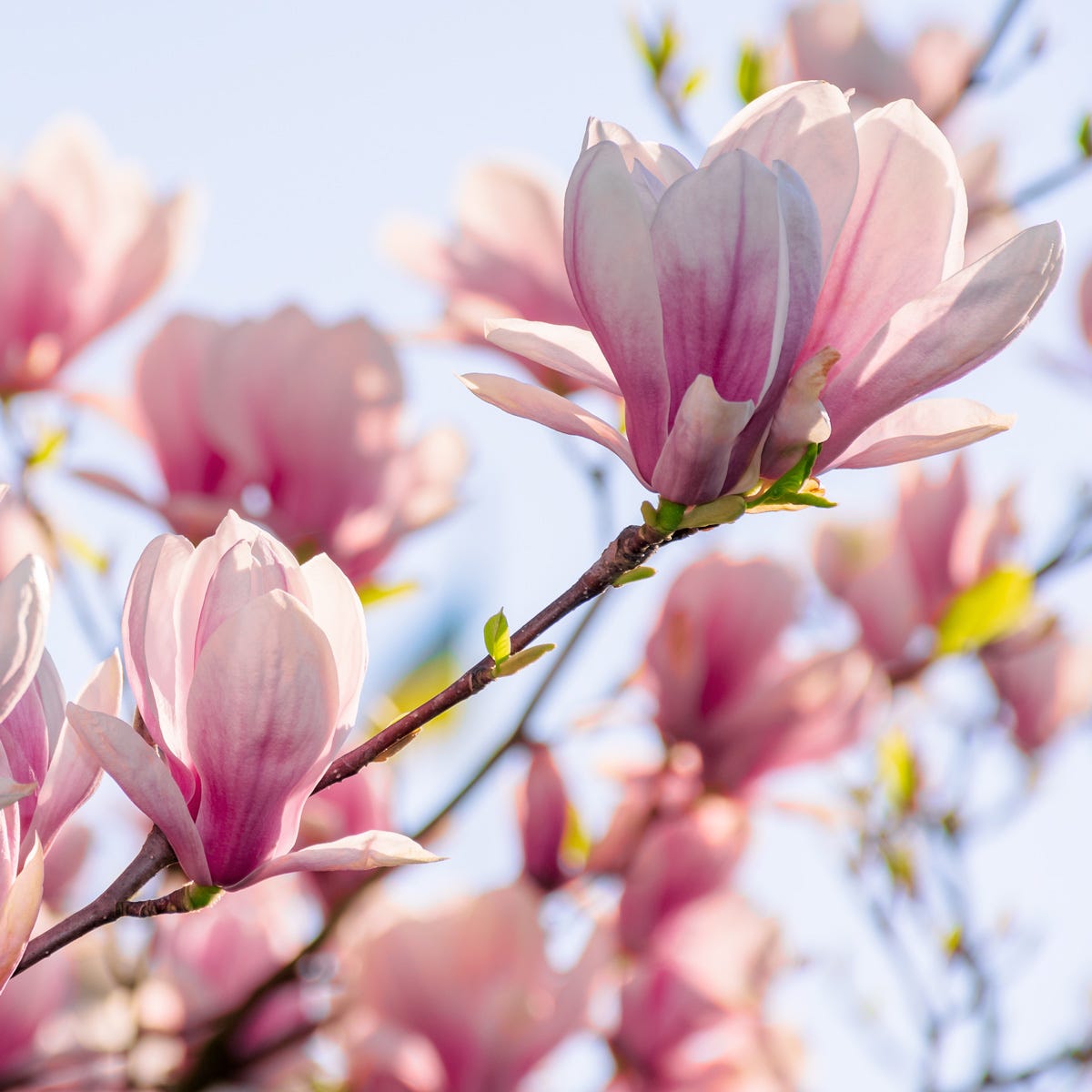 Magnolia in Bloom (520mls)