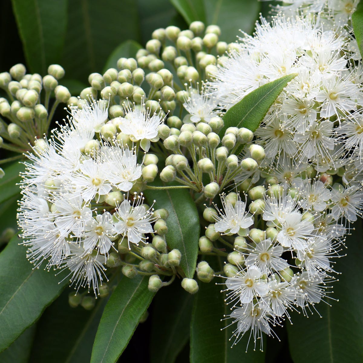 Lemon Scented Myrtle (10 Litres) - Fragrance Oil