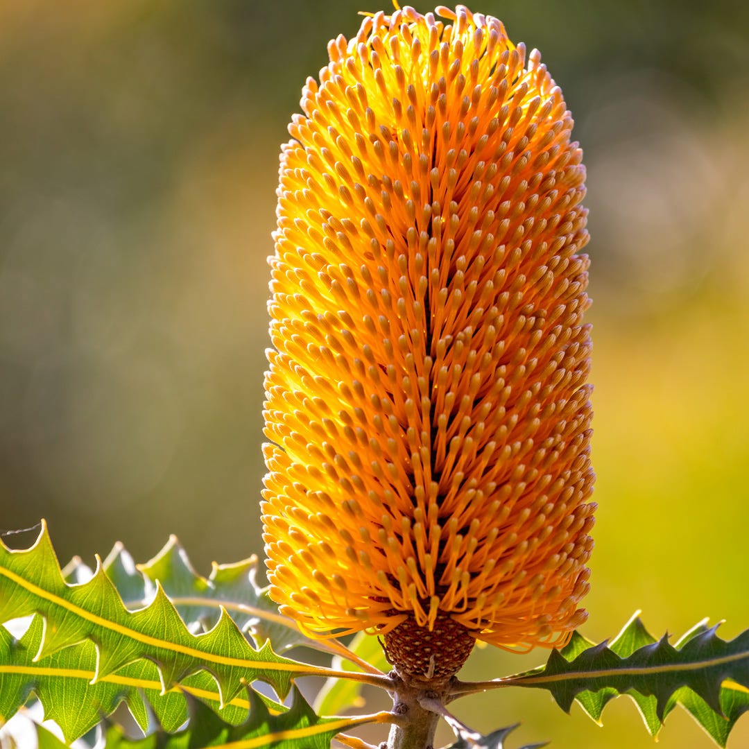 Bergamot & Banksia Fragrance Oil