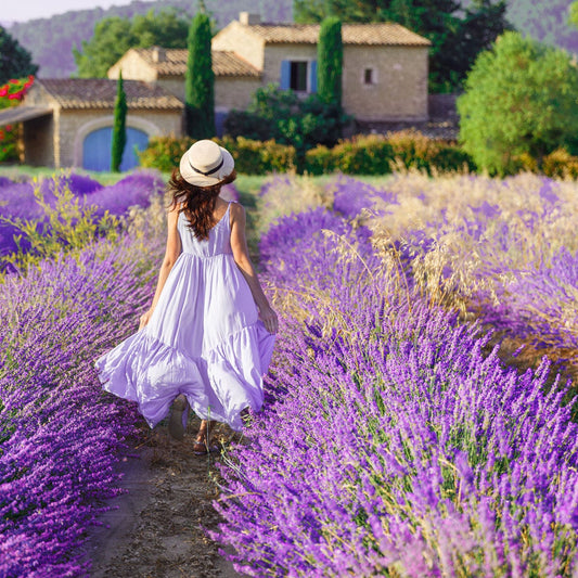 French Lavender