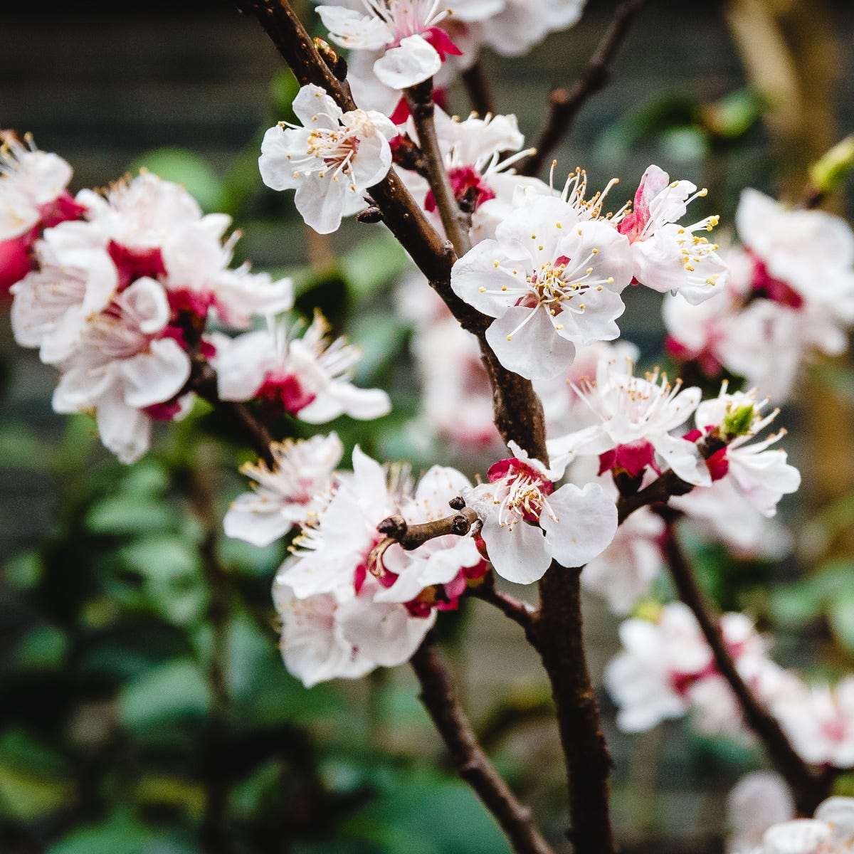 Shanghai Blossoms