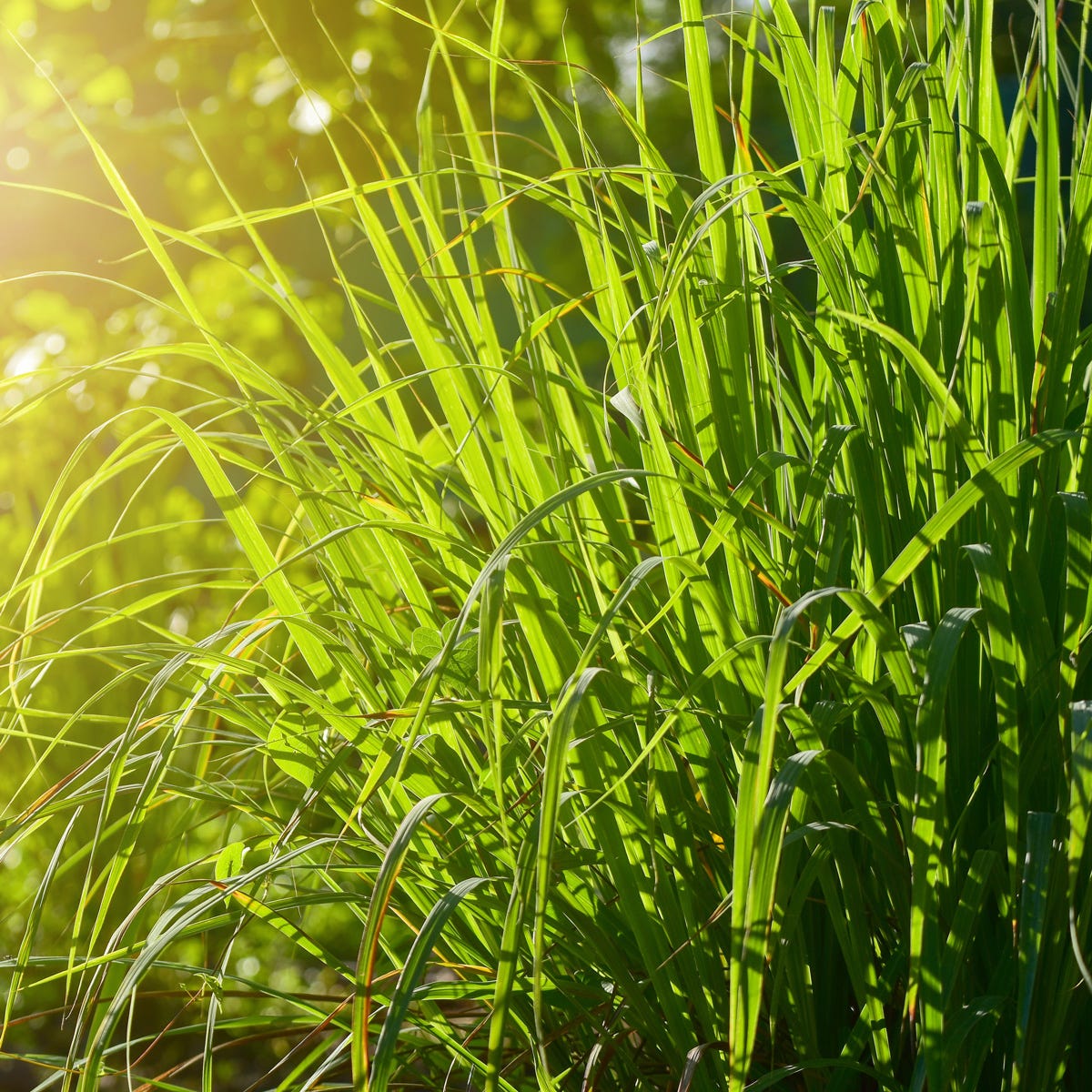 Wild Lemongrass