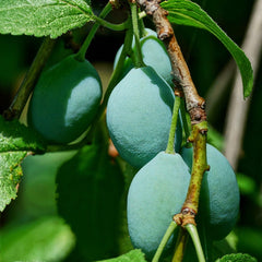 Kakadu Plum Fragrance Oil