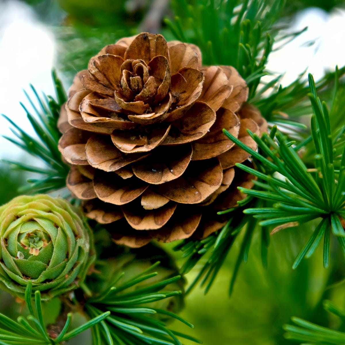 Fresh Pine & Fir Needle