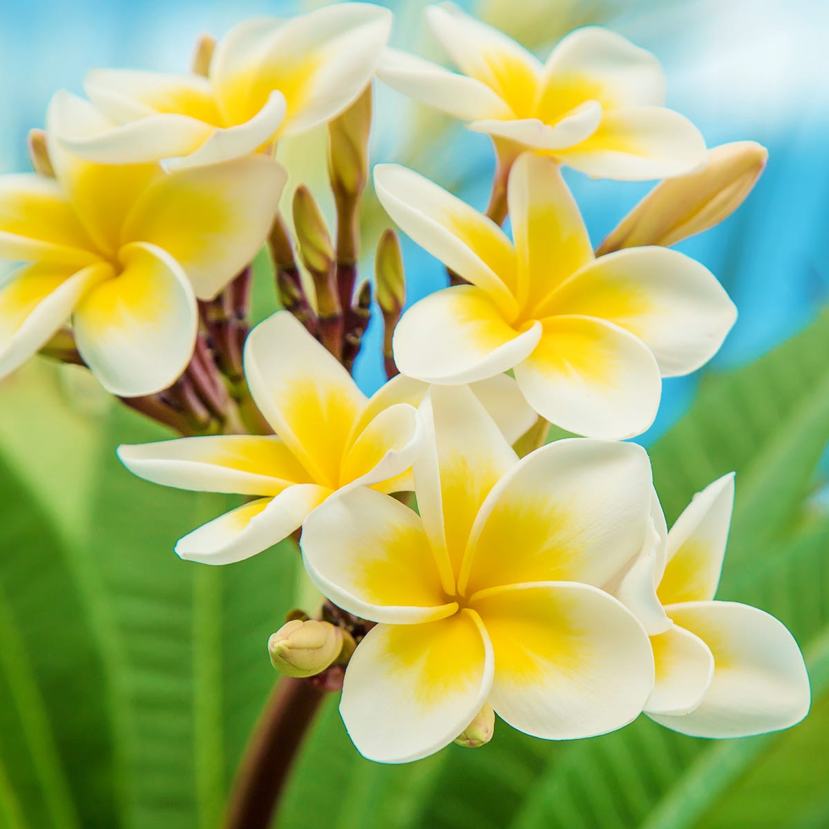 Hawaiian Frangipani 10 Litre