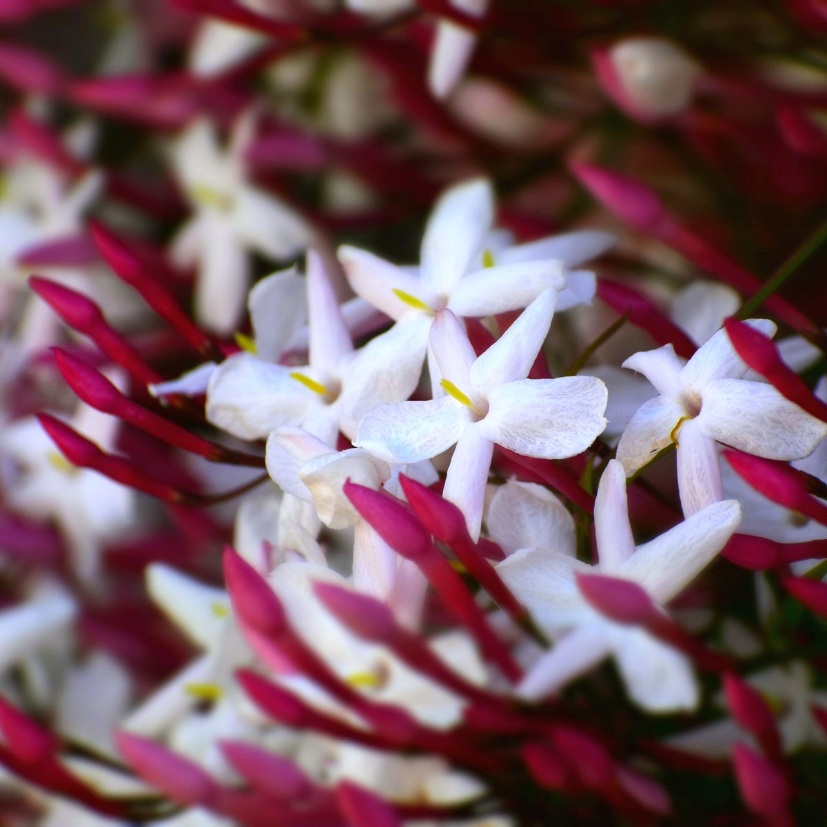 Pink Jasmine and Violet - Fragrance Oil