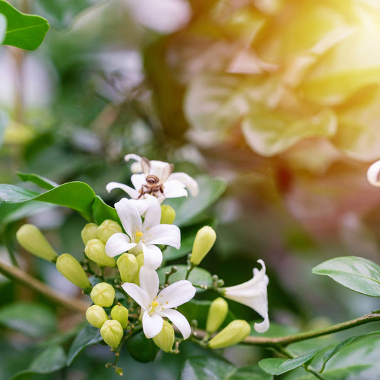 Sweet Jasmine & Bergamot