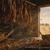 Dry Tobacco & Hay Fragrance Oil